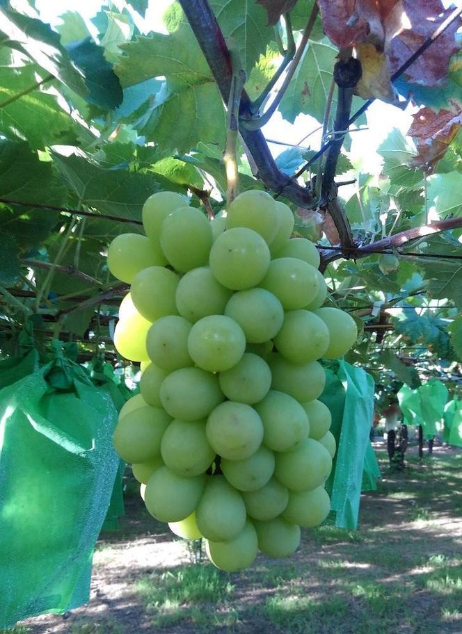 【先行予約】【数量限定】 シャインマスカット 約2kg 〔2026年8月上旬より順次発送〕 232238_CU002