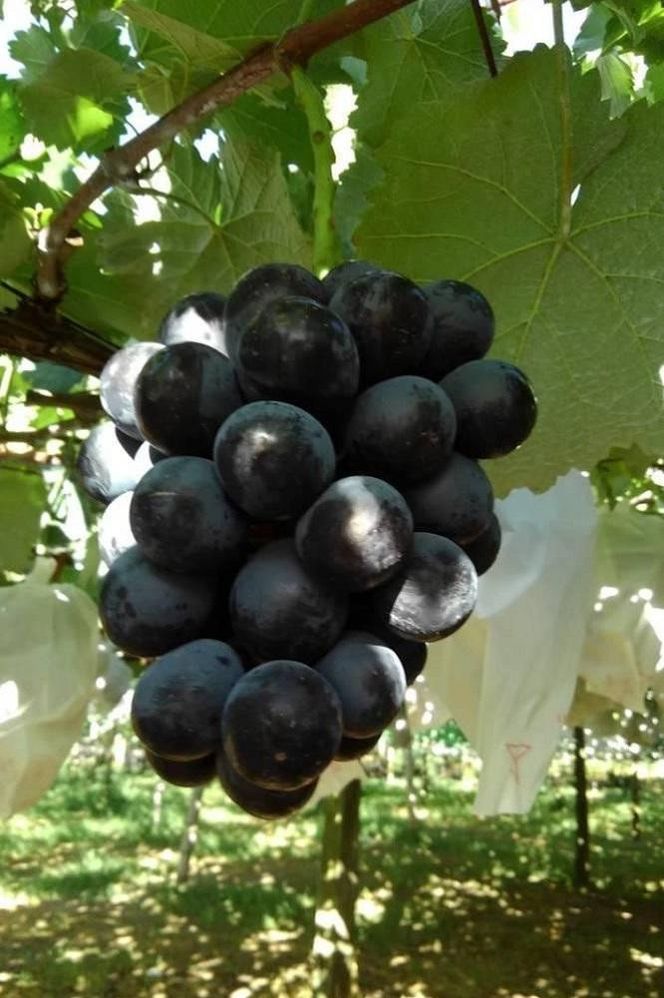 【先行予約】【数量限定】ナガノパープル 約2kg 〔2026年8月上旬より順次発送〕 232238_CU003