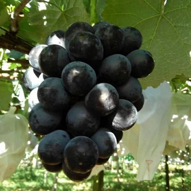 【先行予約】【数量限定】ナガノパープル 約2kg 〔2026年8月上旬より順次発送〕 232238_CU003