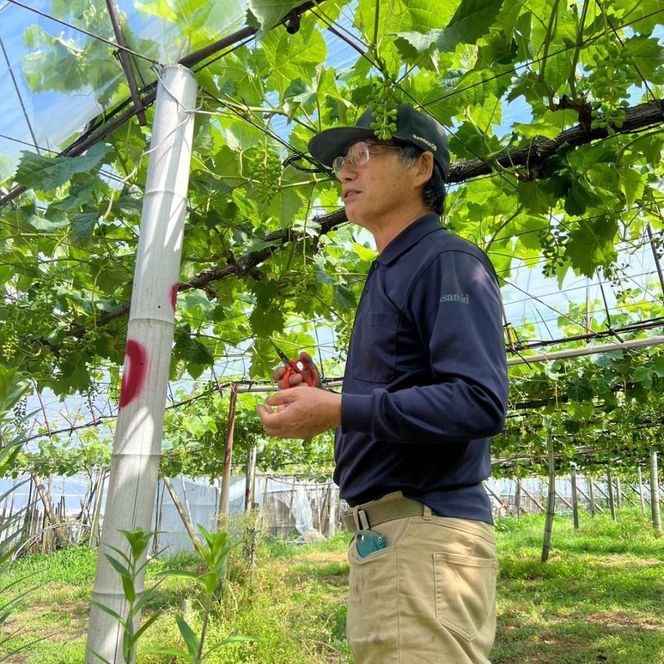 【先行予約】【数量限定】ナガノパープル 約2kg 〔2026年8月上旬より順次発送〕 232238_CU003