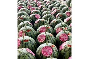 【先行予約】京丹後・俵野産 小玉スイカ ピノガール 1玉（2026年7月中旬～発送） IU00003