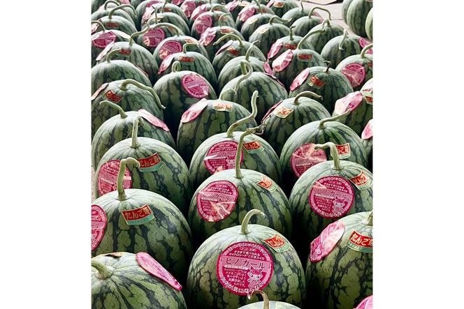 【先行予約】京丹後・俵野産 小玉スイカ ピノガール 1玉（2026年7月中旬～発送） IU00003