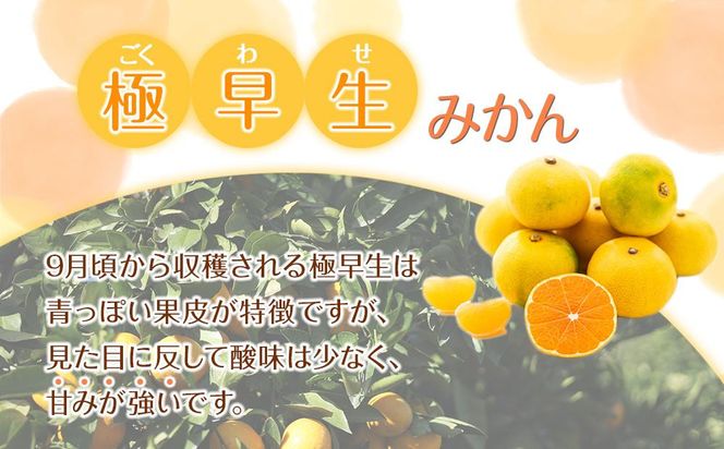 訳あり 森本農園の手選別 極早生小粒みかん 約8kg 和歌山県産 2S・3Sサイズ混合 ［北海道・沖縄・離島配送不可］［2026年10月上旬から順次発送］［RN57］ 303446_DJ90057