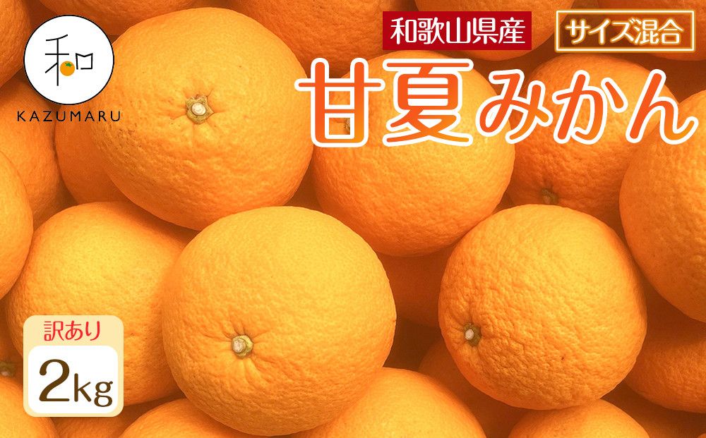訳あり 森本農園の手選別 甘夏みかん 約2kg 和歌山県産 サイズ混合 [北海道・沖縄・離島配送不可][2026年4月上旬から順次発送][RN73] 303446_DJ90073