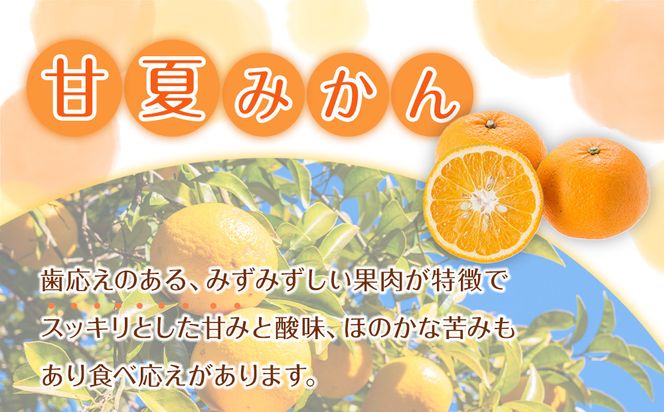 贈答用 森本農園の手選別 甘夏みかん 約2kg 和歌山県産 サイズ混合 ［北海道・沖縄・離島配送不可］［2026年4月上旬から順次発送］［RN77］ 303446_DJ90077