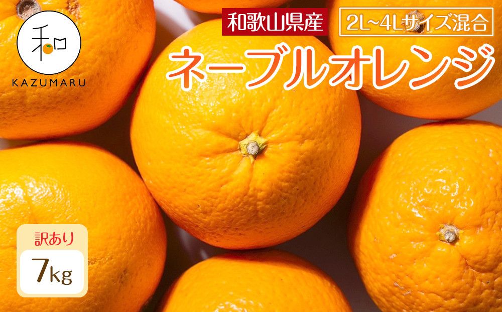 訳あり 森本農園の手選別 大玉ネーブルオレンジ 約7kg 和歌山県産 2L~4Lサイズ混合 [北海道・沖縄・離島配送不可][2026年1月上旬から順次発送][RN108] 303446_DJ90108