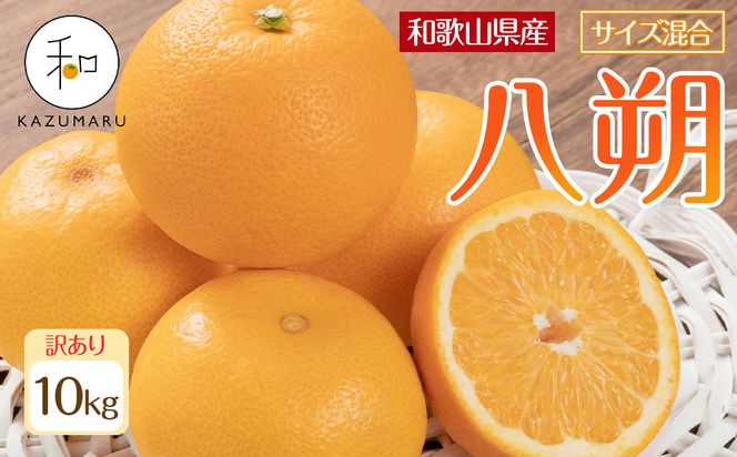 ya̎R쒬z󂠂 X{_̎I  10kg a̎RY TCY mkCEEzsnm2026N1{2{\nmRN121n 303446_DJ90121