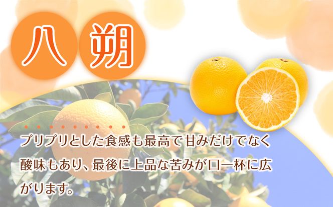 贈答用 森本農園の手選別 八朔 約2kg 和歌山県産 サイズ混合 ［北海道・沖縄・離島配送不可］［2026年1月中旬から2月中旬頃順次発送予定］［RN122］ 303446_DJ90122