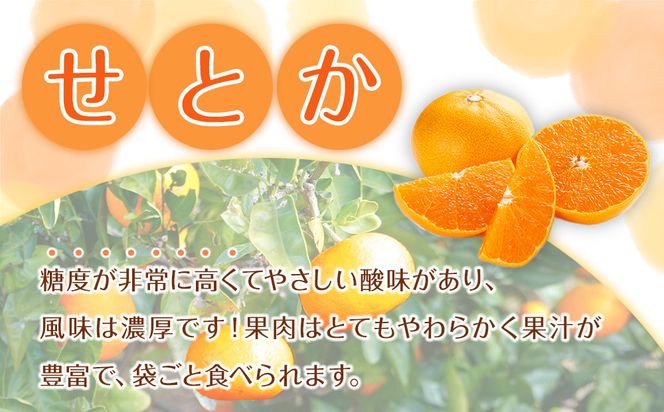 森本農園の手選別 せとか 約5kg 和歌山県産 サイズ混合 ［北海道・沖縄・離島配送不可］［2026年2月上旬から順次発送予定］［RN131］ 303446_DJ90131