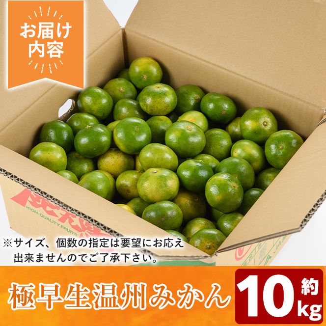 ＜先行予約受付中！2026年9月以降順次発送予定＞ 極早生 温州みかん (10kg) 国産 鹿児島県産 蜜柑 ミカン 柑橘 果物 果実 フルーツ 極早生みかん 温州みかん 青切りみかん 期間限定 数量限定 【鹿児島いずみ農業協同組合】 akn018-07