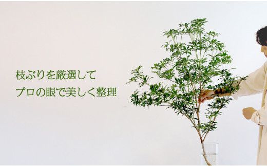674.【月1回・12ヶ月定期便】旬をかざる枝もの定期便（年12回）＋初回ガラスベース付き 313726_BC031