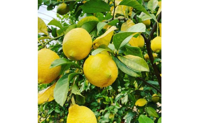 【テレビで紹介】愛知 知多 クラフトコーラ 240ml 1本 コーラ シロップ 飲料 ドリンク 炭酸割り ソーダ割り ミルク割り お酒 アイス アレンジ可能 相性抜群 愛知県産 レモン みかん 人気 おすすめ 大府市 232238_DJ001-PR