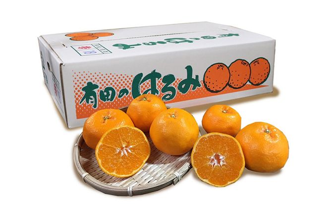 【先行予約】【まごころ手選別】和歌山県産 はるみ 約3kg（サイズ混合）ご家庭用 S～4Lサイズ混合 柑橘