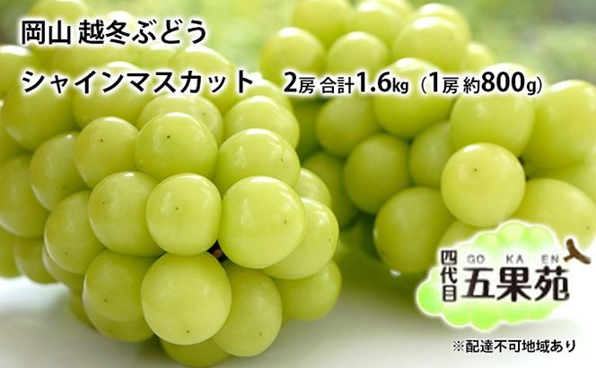 越冬 ぶどう シャイン マスカット 2房 合計1.6kg（1房 約800g）岡山県産 四代目 五果苑