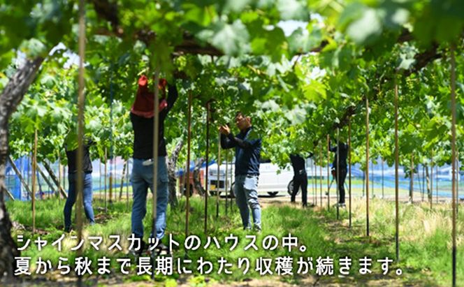 ぶどう 2026年 先行予約 果物 詰合せ シャイン マスカット 1房 ニュー ピオーネ 1房 合計約1.0kg ブドウ 葡萄 岡山県産 国産 フルーツ 果物 ギフト [№5735-1900]