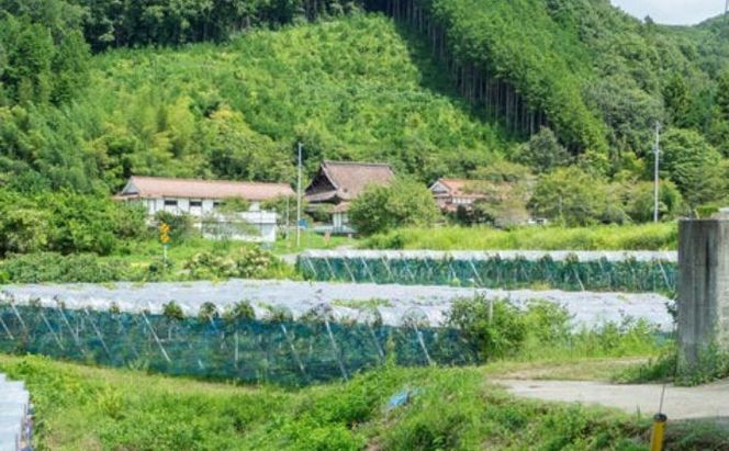 訳あり ニューピオーネ 2～3房 合計1.4kg以上 産地直送 朝採れ ぶどう 葡萄 岡山 Kawahara Green Farm 岡山県産 2026年 