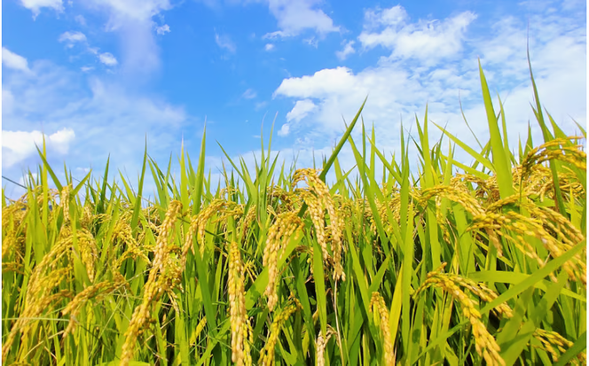 【令和7年産】 岡山県真庭市産 蒜山米 コシヒカリ 玄米 5kg / 令和7年産 2025年産 新米 玄米 数量限定 2025年9月下旬～順次発送予定 【agurih004-03】