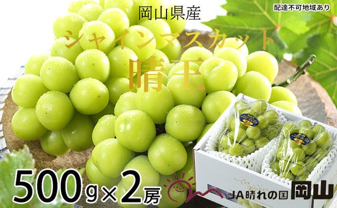 ぶどう 2026年 先行予約 シャイン マスカット 晴王 約500g×2房 ブドウ 葡萄  岡山県産 国産 フルーツ 果物 ギフト シャインマスカット 美しい 大粒 種なし 弾力 高糖度 甘い 