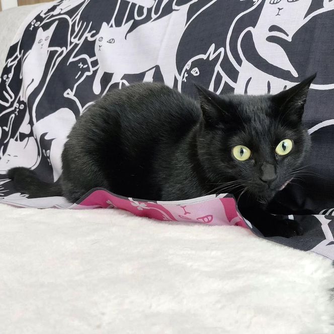 【三陽商事】地域猫活動　綿三幅両面ふろしき（キャットパズル／ブラック×コスモス色） 261009_B-BY52