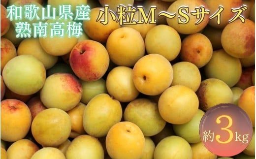 紀州和歌山県産 熟南高梅 生うめ 優品 約３kg (S、Mサイズおまかせ)+3%増量＜2027年6月下旬～7月上旬発送予定＞/ 梅干し 梅酒 ウメシロップ ジュース ジャム他 紀州熟南高梅 青梅 黄梅 朝採り フルーツ 果物 くだもの 食品 人気 おすすめ 【クール便送料無料】【art043】