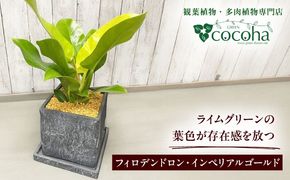 鮮やかなイエローグリーンが美しい 『フィロデンドロン・インペリアルゴールド』 グレースクエアポット付 糸島市 / cocoha 観葉植物 グリーン 緑 インテリア[AWB044]