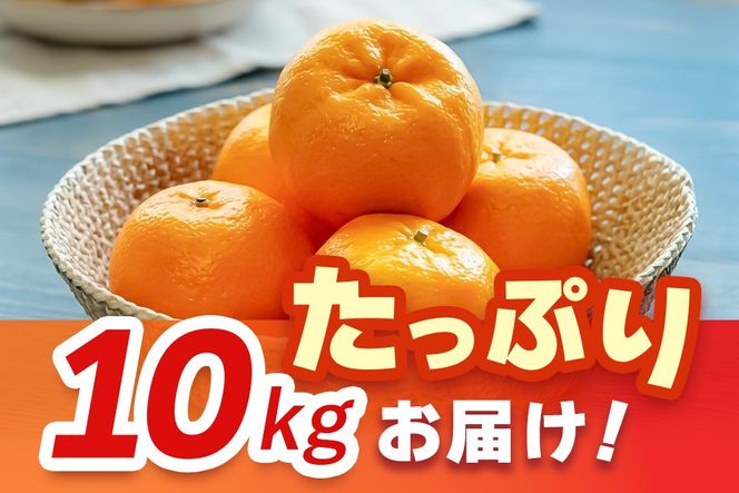 【2027年1月中旬より発送開始】ポンカン 10kg【みかん 柑橘 フルーツ デザート 貯蔵 高糖度】(H116147)