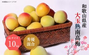 【梅干・梅酒用】 大玉 4Lサイズ約10kg 熟南高梅 秀優混合 / 梅 フルーツ 梅酒 生梅 南高梅 完熟 うめ 生梅 ウメ ※2027年6月上旬～7月上旬頃発送予定 ※沖縄・離島への配送不可 【art022B】