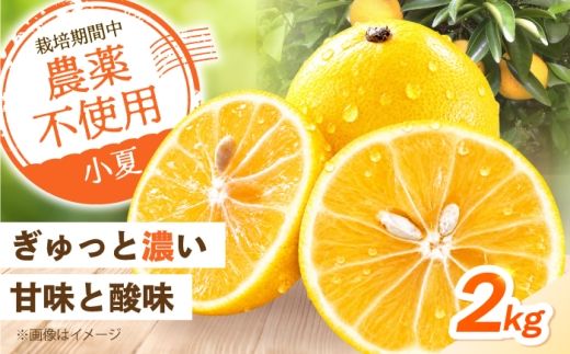 自然栽培小夏 2kg / 柑橘 自然 無農薬 土佐市 【有限会社四万十くじら】 [BQBR015]