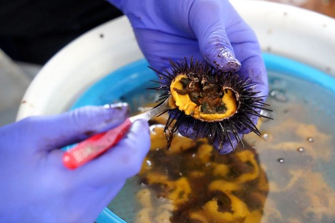 【令和7年新物】特撰粒うに木箱6本入り せたな町 ふるさと納税