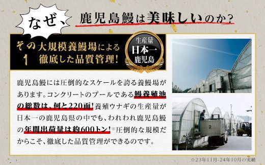 うなぎ 蒲焼 160g×3尾【鹿児島産】地下水で育てた絶品鰻 464686_AQ104