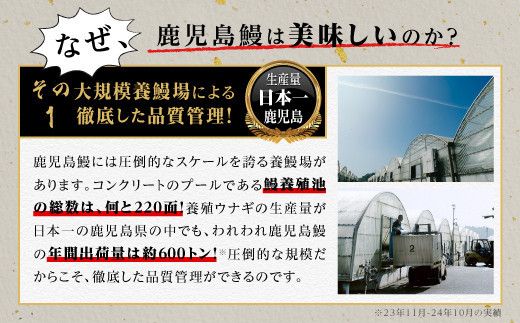 うなぎ 蒲焼 200g×2尾【鹿児島産】地下水で育てた絶品鰻 464686_AQ108
