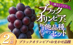 266.【品種はおまかせ】ブラックオリンピアと他品種のセット（種なし） 1kg以上※2026年8月下旬頃より順次発送予定 313726_AQ005