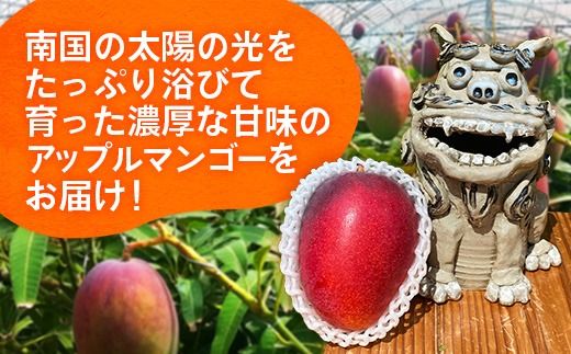【先行受付】【2026年発送】大城マンゴー農園 マンゴー 家庭用 約1.5kg - 先行予約 アップルマンゴー 沖縄 産地直送 南国フルーツ 旬の味覚 ご自宅用 オススメ 沖縄県 八重瀬町