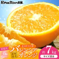 【2027年先行予約】バレンシアオレンジ [約7kg] 湯浅町田村産 (無選別・果実サイズ混合・ご家庭用) 春みかん / 紀伊国屋文左衛門本舗_V7079