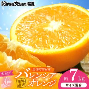 【2027年先行予約】バレンシアオレンジ [約7kg] 湯浅町田村産 (無選別・果実サイズ混合・ご家庭用) 春みかん / 紀伊国屋文左衛門本舗_V7079