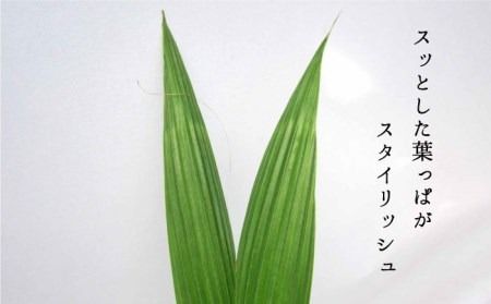 ココヤシ 観葉植物 《糸島》【はざま園芸】[AND004] 観葉植物 室内 室内用 自宅 ココヤシ インテリア 植物
