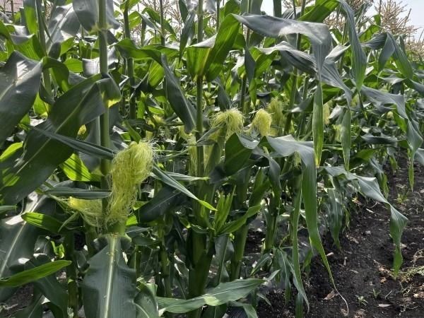 2026年産 とうもろこし ドルチェドリーム 4kg ｜茨城県産 産地直送 甘い あまい ※2026年6月～発送