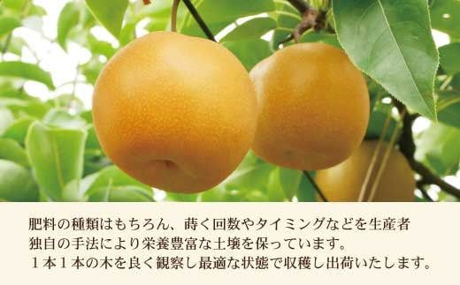【先行予約】高知県土佐市産 梨（秋月）約5kg 10～12玉 〈2026年9月10日頃～9月30日頃発送〉 あきづき なし ナシ 5キロ 国産 フルーツ 果物 くだもの デザート スイーツ 旬 甘い 果汁たっぷり ジューシー【株式会社とさもん】[BQAE021]