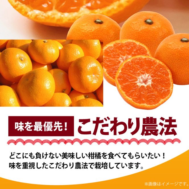 AB7304_ 【2026年先行予約】プレミアムブランド 田村みかん Lサイズ 秀品  約10kg _和歌山県産 蜜柑 ミカン フルーツ 果物 ギフト お歳暮 完熟