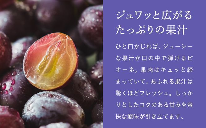 【2026年先行予約】数量限定 訳あり 豊岡ぶどう「ピオーネ」 約300g×4パック ／ ぴおーね ブドウ 葡萄 訳ありぶどう 大粒 強い甘み 爽やかな酸味 新鮮 果物 産地直送 くだもの フルーツ 上品 香り