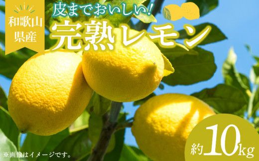 EA6013_和歌山県産 完熟 レモン 10kg 皮まで使用可能（栽培期間中農薬不使用）