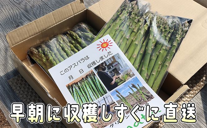 アスパラ 北海道 約1.5kg！朝採り 露地限定グリーンアスパラ（M・Sサイズ混合）［ほりぐち農園］※2026年5月中旬出荷開始先行予約  野菜 アスパラガス 旬 とれたて お取り寄せ 産地直送 