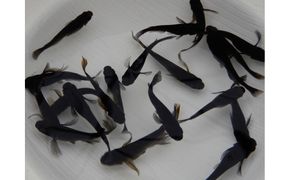 讃岐のめだかの特選めだか ブラックミックスめだか5ペア 372013_EX022