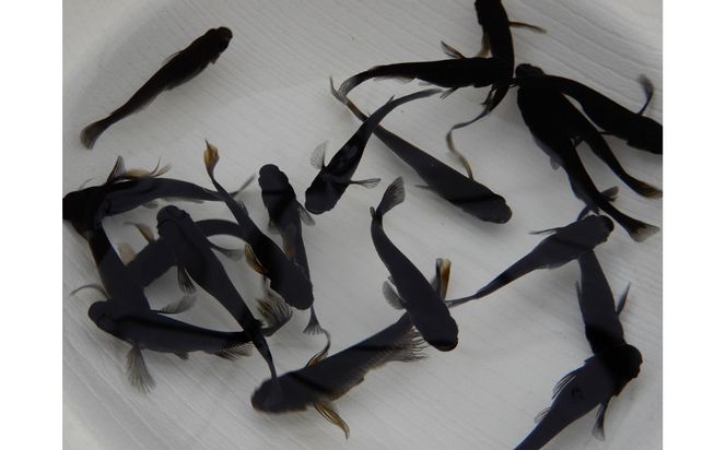 讃岐のめだかの特選めだか ブラックミックスめだか5ペア 372013_EX022