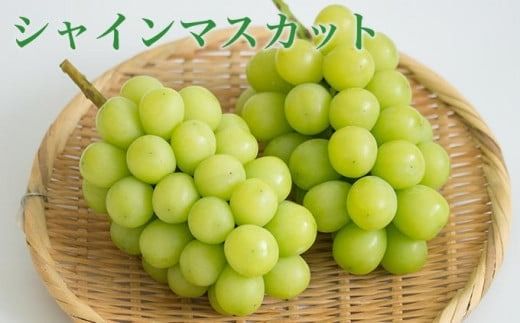 ［3回定期便］ 高級ぶどう食べ比べ定期便 約1kg × 3回 合計約3kg ［小布施屋］ フルーツ 果物 くだもの ぶどう 葡萄 ブドウ クール便 冷蔵 お楽しみ ナガノパープル クイーンルージュ® シャインマスカット 令和7年産 【2025年9月上旬～11月上旬発送】 ［J-7］