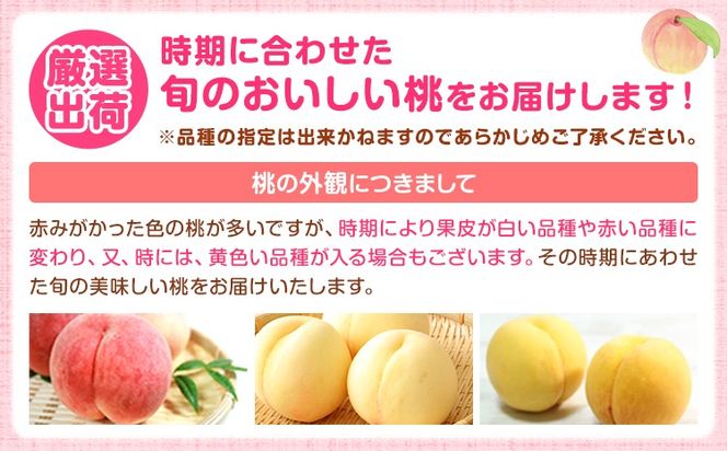 【先行予約】和歌山の厳選白桃【白鳳・清水白桃・川中島白桃 等】化粧箱入り 選べる内容量 約750g 約1.5kg 約2kg 約4kg 池田鹿蔵農園《7月上旬-8月中旬頃出荷》和歌山県 日高町 厳選 白桃 和歌山県産 白鳳 清水白桃 川中島白桃 桃 もも 果物 【配送不可地域あり】---wsh_cidn351_7j8c_26_8000_750g---