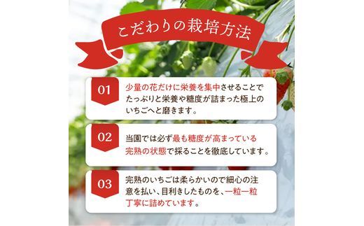 ★先行予約★はたやのいちご 2Pセット[1月中旬より順次発送]《 いちご 苺 イチゴ フルーツ 果物 国産 フルーツ工房はたや あまえくぼ 章姫 あまクイーン ロイヤルクイーン ぽりっちご あまおとめ 堅しろう 》【2601C09702】