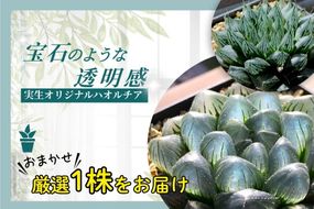 特選美種：多肉植物 ハオルチア 実生オリジナル苗 おまかせ1種【埼玉県 春日部市 観葉 インテリア グリーン 室内栽培 育成 希少品 コレクション 趣味 愛好家 お取り寄せ】（DM001）
