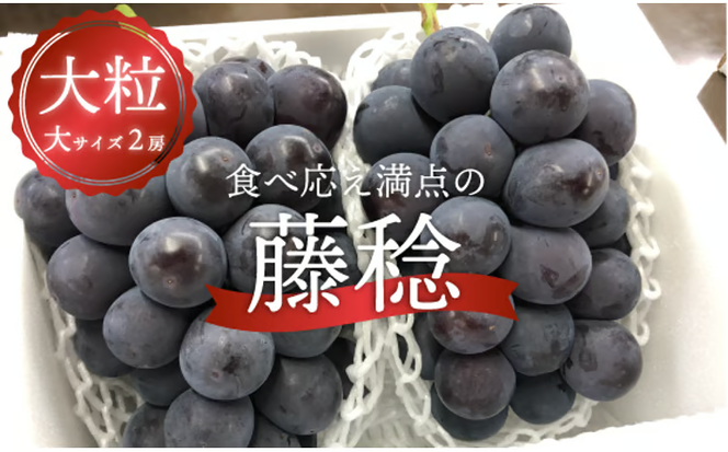 【2026年先行予約】大粒の藤稔 特大２房 / 計1.3kg～ (岡山県産) / ふじみのり 藤みのり ぶどう ブドウ 葡萄 先行予約 フルーツ 果物 真庭市 フルーツ王国 きよとう果樹園【KF-B056-03】