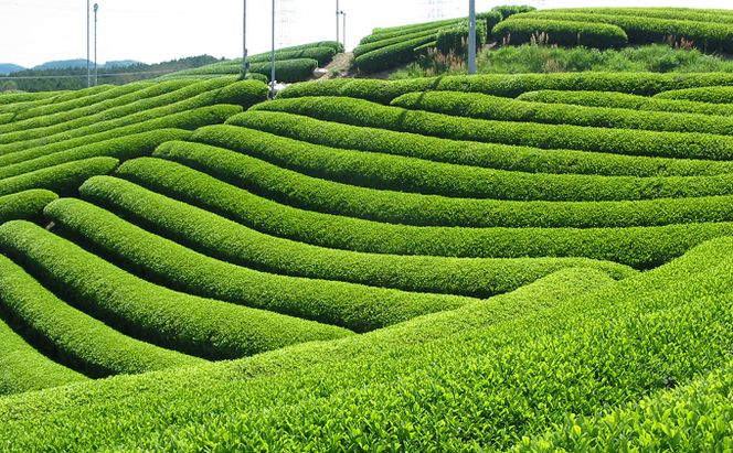 有機お手軽宇治抹茶6本入 〈 有機 オーガニック 無農薬 有機宇治茶 お茶 茶 有機抹茶 宇治抹茶 抹茶 粉末 お手軽 飲料 加工食品 〉 飲料類 